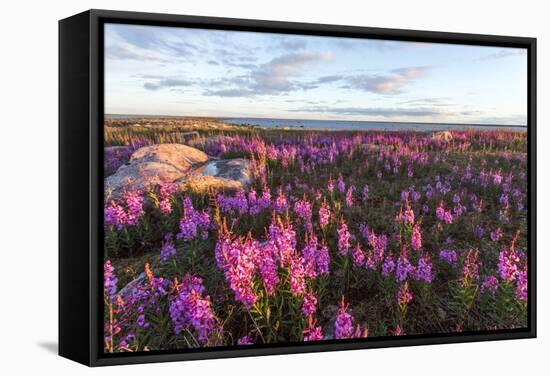 Fireweed, Hudson Bay, Canada-Paul Souders-Framed Stretched Canvas