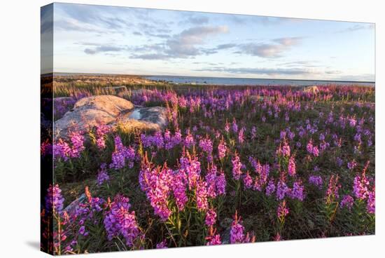 Fireweed, Hudson Bay, Canada-Paul Souders-Stretched Canvas