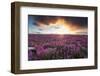 Fireweed, Hudson Bay, Canada-Paul Souders-Framed Premium Photographic Print