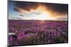 Fireweed, Hudson Bay, Canada-Paul Souders-Mounted Premium Photographic Print