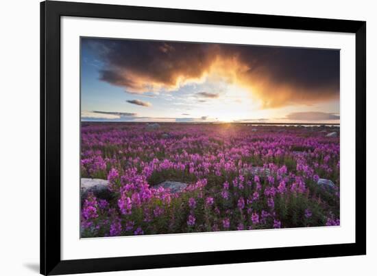 Fireweed, Hudson Bay, Canada-Paul Souders-Framed Photographic Print