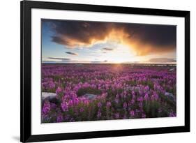 Fireweed, Hudson Bay, Canada-Paul Souders-Framed Photographic Print