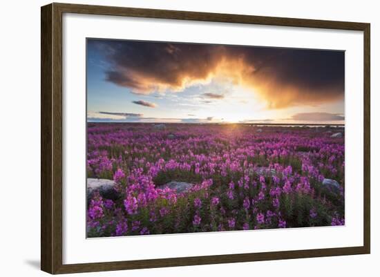 Fireweed, Hudson Bay, Canada-Paul Souders-Framed Photographic Print