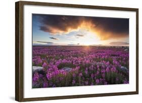 Fireweed, Hudson Bay, Canada-Paul Souders-Framed Photographic Print