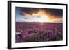 Fireweed, Hudson Bay, Canada-Paul Souders-Framed Photographic Print