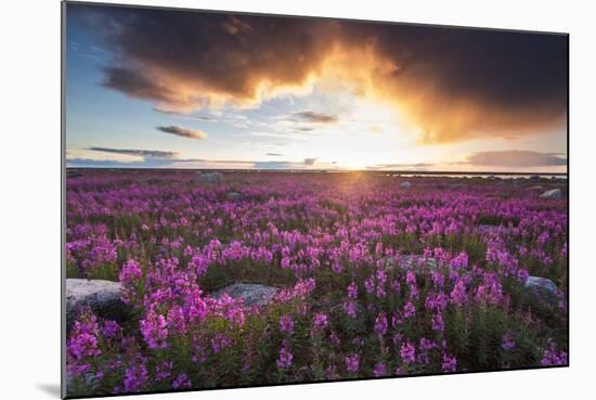 Fireweed, Hudson Bay, Canada-Paul Souders-Mounted Photographic Print