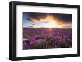 Fireweed, Hudson Bay, Canada-Paul Souders-Framed Photographic Print