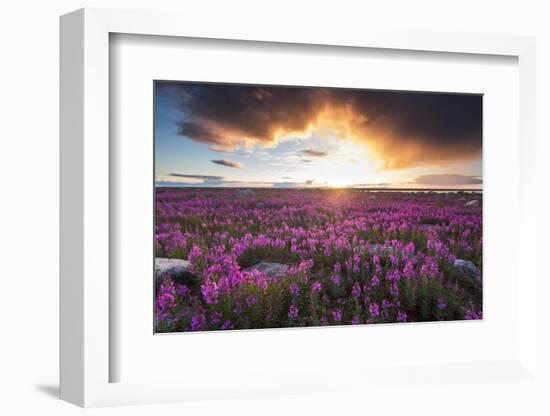 Fireweed, Hudson Bay, Canada-Paul Souders-Framed Photographic Print