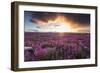 Fireweed, Hudson Bay, Canada-Paul Souders-Framed Photographic Print