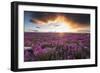 Fireweed, Hudson Bay, Canada-Paul Souders-Framed Photographic Print