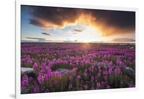 Fireweed, Hudson Bay, Canada-Paul Souders-Framed Photographic Print