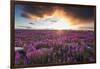 Fireweed, Hudson Bay, Canada-Paul Souders-Framed Photographic Print