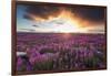 Fireweed, Hudson Bay, Canada-Paul Souders-Framed Photographic Print