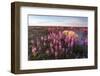 Fireweed, Hudson Bay, Canada-Paul Souders-Framed Photographic Print