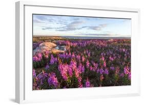 Fireweed, Hudson Bay, Canada-Paul Souders-Framed Photographic Print