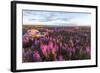 Fireweed, Hudson Bay, Canada-Paul Souders-Framed Photographic Print