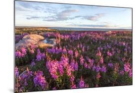 Fireweed, Hudson Bay, Canada-Paul Souders-Mounted Photographic Print