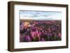 Fireweed, Hudson Bay, Canada-Paul Souders-Framed Photographic Print