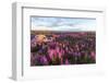 Fireweed, Hudson Bay, Canada-Paul Souders-Framed Photographic Print