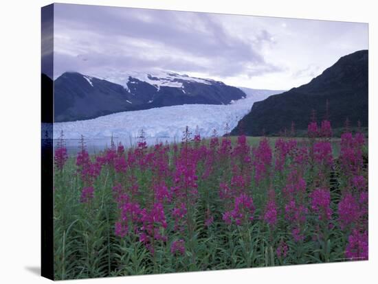 Fireweed in Aialik Glacier, Kenai Fjords National Park, Alaska, USA-Paul Souders-Stretched Canvas