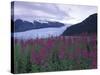 Fireweed in Aialik Glacier, Kenai Fjords National Park, Alaska, USA-Paul Souders-Stretched Canvas