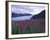 Fireweed in Aialik Glacier, Kenai Fjords National Park, Alaska, USA-Paul Souders-Framed Photographic Print