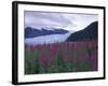 Fireweed in Aialik Glacier, Kenai Fjords National Park, Alaska, USA-Paul Souders-Framed Photographic Print