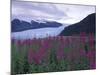 Fireweed in Aialik Glacier, Kenai Fjords National Park, Alaska, USA-Paul Souders-Mounted Photographic Print