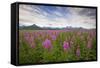 Fireweed in Meadow at Hallo Bay in Katmai National Park-Paul Souders-Framed Stretched Canvas