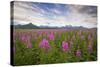 Fireweed in Meadow at Hallo Bay in Katmai National Park-Paul Souders-Stretched Canvas