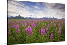 Fireweed in Meadow at Hallo Bay in Katmai National Park-Paul Souders-Stretched Canvas