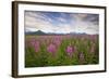 Fireweed in Meadow at Hallo Bay in Katmai National Park-Paul Souders-Framed Photographic Print