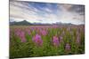 Fireweed in Meadow at Hallo Bay in Katmai National Park-Paul Souders-Mounted Photographic Print