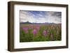 Fireweed in Meadow at Hallo Bay in Katmai National Park-Paul Souders-Framed Photographic Print