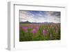 Fireweed in Meadow at Hallo Bay in Katmai National Park-Paul Souders-Framed Photographic Print