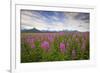 Fireweed in Meadow at Hallo Bay in Katmai National Park-Paul Souders-Framed Photographic Print