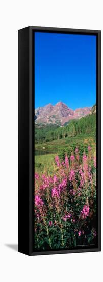 Fireweed in Spring with Maroon Bells, Colorado, USA-Terry Eggers-Framed Stretched Canvas