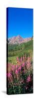 Fireweed in Spring with Maroon Bells, Colorado, USA-Terry Eggers-Stretched Canvas