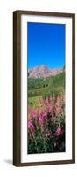 Fireweed in Spring with Maroon Bells, Colorado, USA-Terry Eggers-Framed Photographic Print