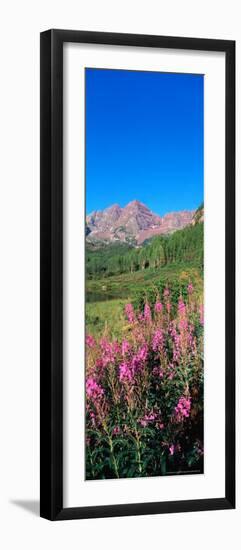 Fireweed in Spring with Maroon Bells, Colorado, USA-Terry Eggers-Framed Photographic Print