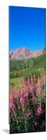 Fireweed in Spring with Maroon Bells, Colorado, USA-Terry Eggers-Mounted Photographic Print