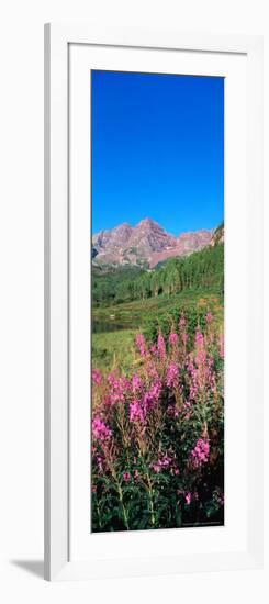 Fireweed in Spring with Maroon Bells, Colorado, USA-Terry Eggers-Framed Photographic Print