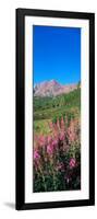 Fireweed in Spring with Maroon Bells, Colorado, USA-Terry Eggers-Framed Photographic Print