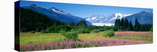 Fireweed, Mendenhall Glacier, Juneau, Alaska, USA-null-Stretched Canvas