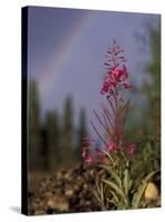 Fireweed Under Rainbow, Talkeetna, Alaska, USA-Paul Souders-Stretched Canvas