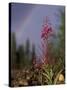 Fireweed Under Rainbow, Talkeetna, Alaska, USA-Paul Souders-Stretched Canvas