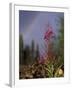 Fireweed Under Rainbow, Talkeetna, Alaska, USA-Paul Souders-Framed Photographic Print