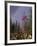 Fireweed Under Rainbow, Talkeetna, Alaska, USA-Paul Souders-Framed Photographic Print