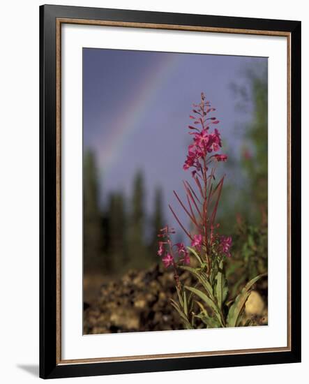 Fireweed Under Rainbow, Talkeetna, Alaska, USA-Paul Souders-Framed Photographic Print