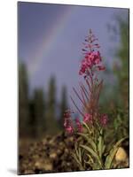 Fireweed Under Rainbow, Talkeetna, Alaska, USA-Paul Souders-Mounted Photographic Print